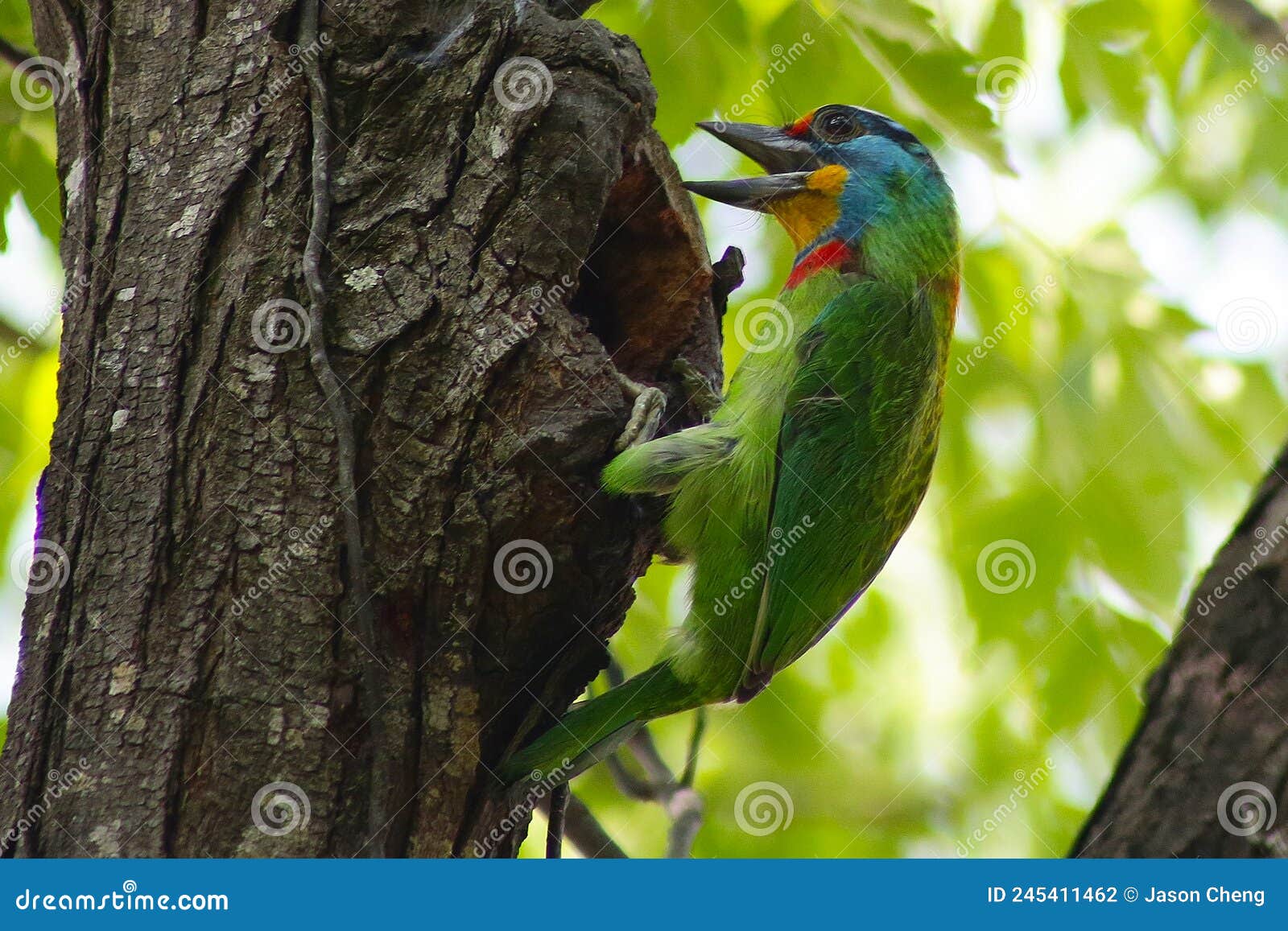black-browed bonito on the tree
